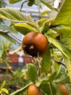 VERSE MISPELS MISPEL FRUIT BIOLOGISCH KOKEN, Ophalen