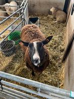 Zwartbles ram, Animaux & Accessoires, Moutons, Chèvres & Cochons