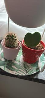 Heart shape plant (Hoya) + small cactus, Ophalen, Cactus