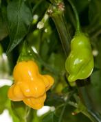 AJI Fantasy Yellow - Peper zaden, Verzenden
