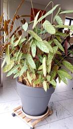 Plante calathéa, Huis en Inrichting, Kamerplanten, Ophalen, Overige soorten, In pot, 100 tot 150 cm