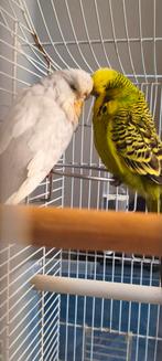 Perruche anglais, Enlèvement ou Envoi