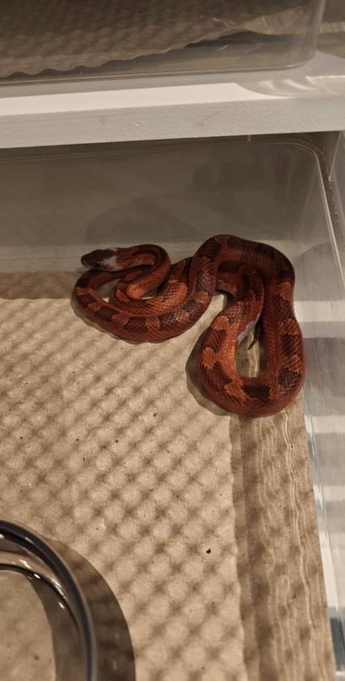 Korenslang Bloodred pied sided 1.1, Dieren en Toebehoren, Reptielen en Amfibieën, Slang, 0 tot 2 jaar, Tam
