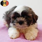 Lhasa Apso (teefje) Belgische pup te koop, Dieren en Toebehoren, Honden | Chihuahua's en Gezelschapshonden, België, 15 weken tot 1 jaar