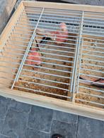 Roze bourkes, Dieren en Toebehoren, Vogels | Parkieten en Papegaaien, Geslacht onbekend, Parkiet, Geringd
