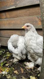 Brahma kuikens, Dieren en Toebehoren, Pluimvee, Meerdere dieren, Kip