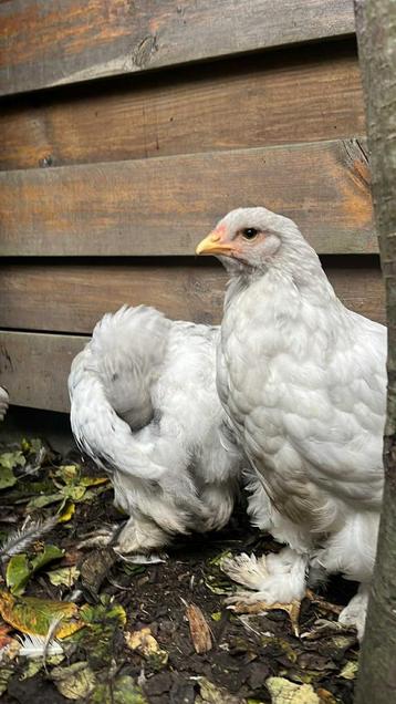 Brahma kuikens beschikbaar voor biedingen