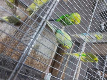 4 kppls grasparkieten beschikbaar voor biedingen