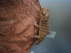 Nephrurus amyae, Hagedis, 0 tot 2 jaar