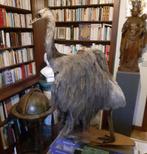 Taxidermie nandou / opgezette nandou, Antiek en Kunst, Ophalen of Verzenden