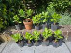 Crassula (jade) plantjes, Ophalen, Zomer