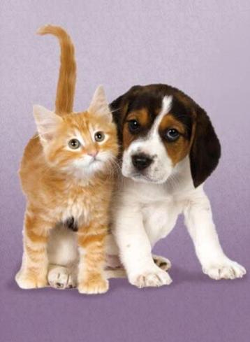 Puzzle avec chaton et Beagle, Enlèvement ou Envoi, 500 à 1500 pièces, Comme neuf, Puzzle