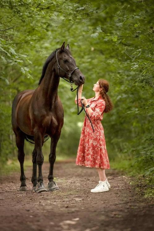 Shadow: Jouw Perfecte Partner voor Recreatieve Dressuur, Dieren en Toebehoren, Paarden, Ruin, M, 170 tot 175 cm, 11 jaar of ouder