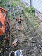 Belgische kriel broedeieren, Dieren en Toebehoren, Ophalen, Zo goed als nieuw
