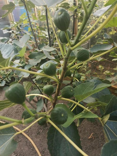 Jonge vijgenbomen., Tuin en Terras, Planten | Fruitbomen, Ophalen