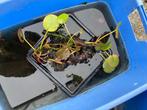 Roze waterlelie, Tuin en Terras, Vijvers, Ophalen, Nieuw