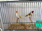 Distelvinken kweekkoppel, Meerdere dieren, Wildzangvogel, Geringd