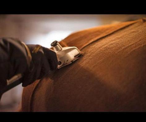 Scheren van paarden!, Dieren en Toebehoren, Pony's