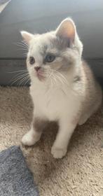Britse korthaar kitten tricolor, Chatte ou Chat, Vermifugé, 0 à 2 ans
