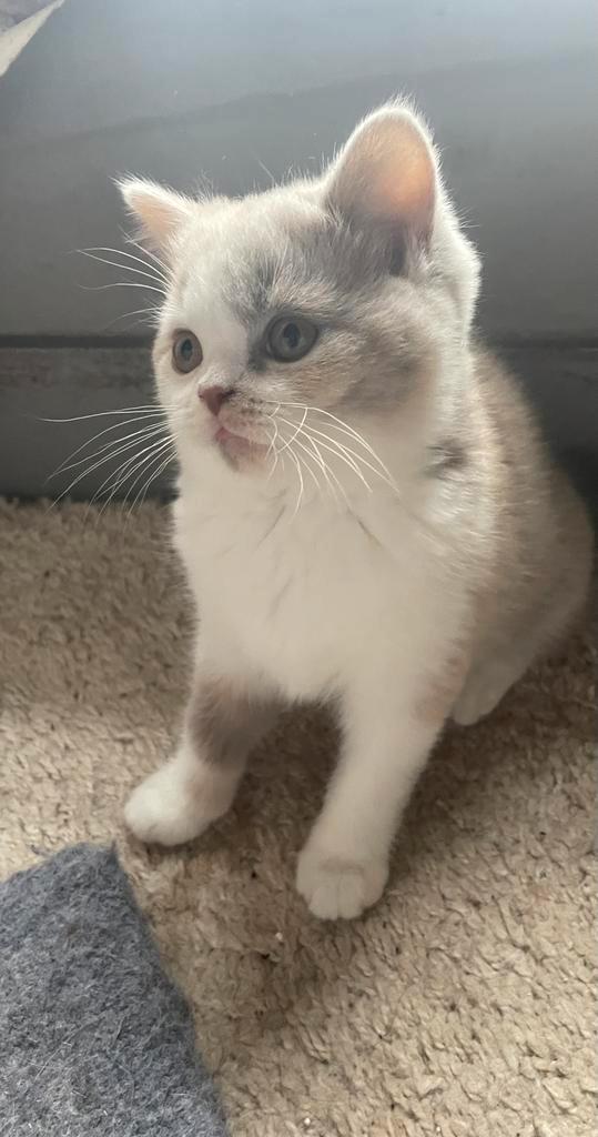 Britse korthaar kitten tricolor, Animaux & Accessoires, Chats & Chatons | Chats de race | Poil ras, Chatte ou Chat, 0 à 2 ans