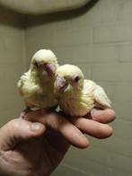 Handtamme catharina parkieten 2025, Dieren en Toebehoren, Geslacht onbekend, Parkiet, Geringd