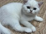kittens Britse korthaar, Meerdere dieren, Gechipt, 0 tot 2 jaar