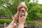 Prachtige maltipoo pup (abrikoos), Dieren en Toebehoren, Honden | Chihuahua's en Gezelschapshonden, België, Overige rassen, CDV (hondenziekte)