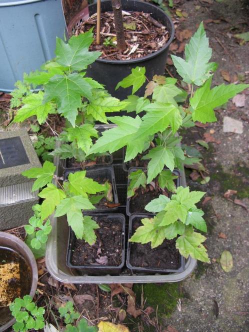 Jeune érable américain, Tuin en Terras, Planten | Bomen, Overige soorten, 400 cm of meer, In pot, Ophalen