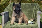 Tervurense Herder pups, België, CDV (hondenziekte), 8 tot 15 weken, Meerdere
