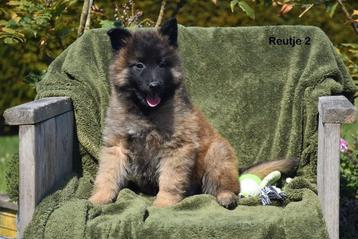 Tervurense Herder pups  beschikbaar voor biedingen