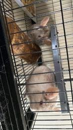 Chinchilla’s, Dieren en Toebehoren, Knaagdieren, Chinchilla, Juni, Meerdere dieren, Tam