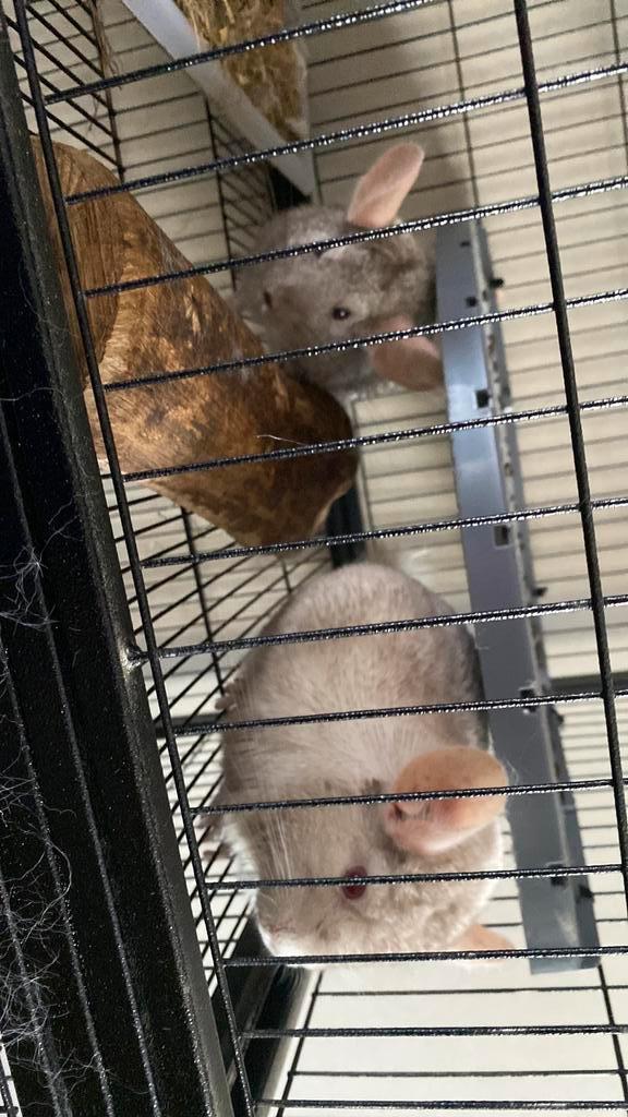 Chinchilla’s, Dieren en Toebehoren, Knaagdieren, Meerdere dieren, Chinchilla, Juni, Tam