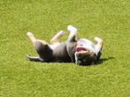 Prachtig American bully Teefje, Dieren en Toebehoren, Honden | Bulldogs, Pinschers en Molossers, Nederland, 15 weken tot 1 jaar