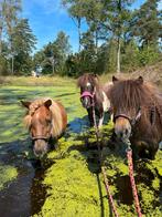 Verzorger gezocht, Dieren en Toebehoren, Meerdere dieren, Niet van toepassing, 3 tot 6 jaar