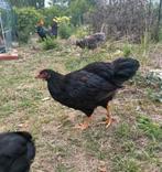 Barnevelder groot haan - gevaccineerd, Dieren en Toebehoren, Mannelijk, Kip