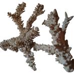 3 grote stukken echte koraal., Enlèvement ou Envoi