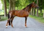 Dekhengst, Dieren en Toebehoren, Paarden, Gechipt, Dressuurpaard, Hengst, 3 tot 6 jaar