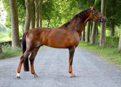 Dekhengst, Dieren en Toebehoren, Paarden, Hengst, 165 tot 170 cm, 3 tot 6 jaar, Dressuurpaard, Met stamboom, Gechipt, Ontwormd