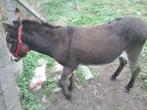 Ezel, Dieren en Toebehoren, Ruin, Niet van toepassing, Gechipt, 11 jaar of ouder
