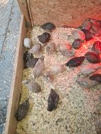 Japanse kwartel hannen, Dieren en Toebehoren, Pluimvee