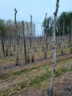 Brandhout appelbomen, Divers, Enlèvement ou Envoi