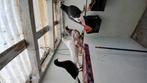 Duif te koop, Dieren en Toebehoren, Vogels | Duiven