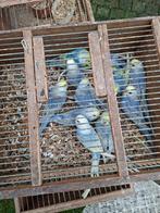 Regenboog grasparkieten jonge vogels  10euro stulk, Dieren en Toebehoren, Vogels | Parkieten en Papegaaien