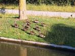 Mandarijneend, Dieren en Toebehoren, Pluimvee, Vrouwelijk, Eend