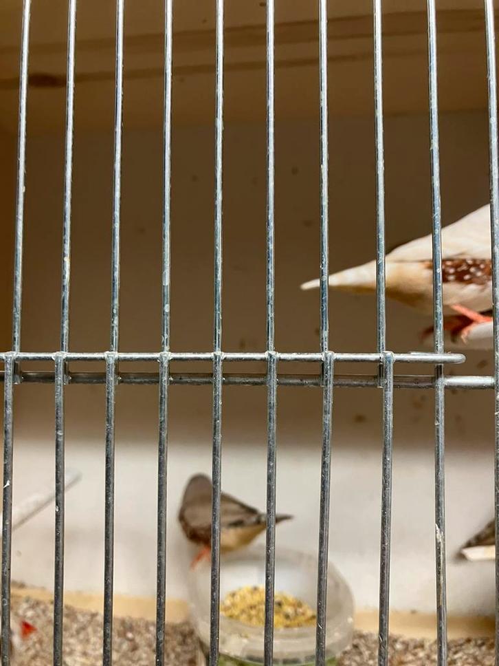 KWEEKRIJPE ZEBRAVINKEN - DIAMANTDUIFJES 15 EURO/KOPPEL, Dieren en Toebehoren, Vogels | Overige Vogels, Tropenvogel, Meerdere dieren