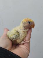 Agapornis roseicollie baby handtam, Dieren en Toebehoren, Vogels | Parkieten en Papegaaien, Tam