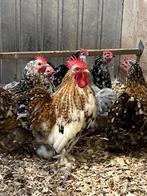 Broedeieren Cochin Duizendkleur, Dieren en Toebehoren, Pluimvee, Geslacht onbekend, Kip