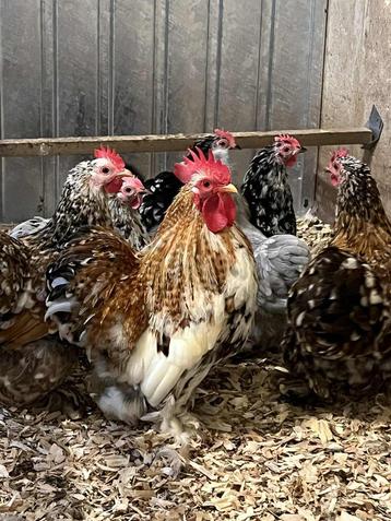 Broedeieren Cochin Duizendkleur beschikbaar voor biedingen
