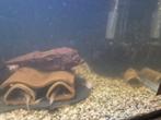 Kweekgroep l144 snow white kortvin, Dieren en Toebehoren, Vissen | Aquariumvissen
