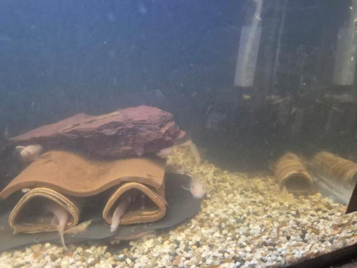 Kweekgroep l144 snow white kortvin, Dieren en Toebehoren, Vissen | Aquariumvissen